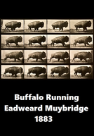Buffalo Running
