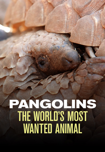 The BBC: Natural World - Pangolins: The World's Most Wanted Animal (The BBC: Natural World - Pangolins: The World's Most Wanted Animal)