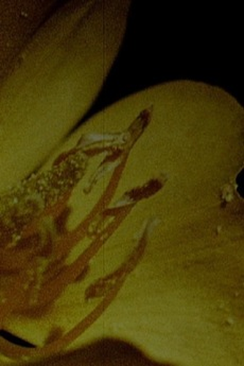 Poster de Curta T H I R (1972)