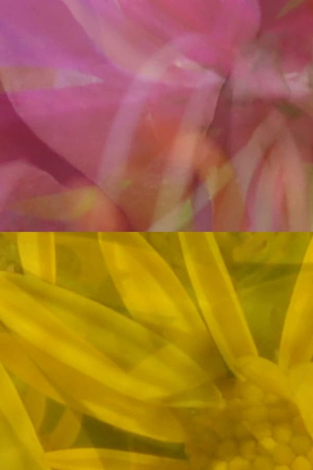 Poster de Curta Mutus Floris (2011)