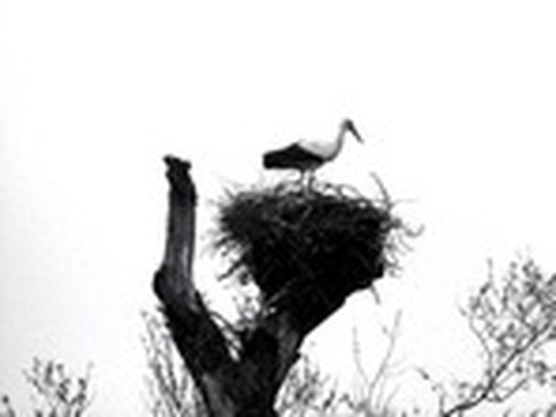 Foto 7 de Konopielka