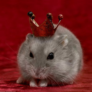 Foto de perfil de o rei rato