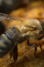 The Hive (The Hive)