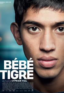 Jovem Tigre (Bébé tigre)