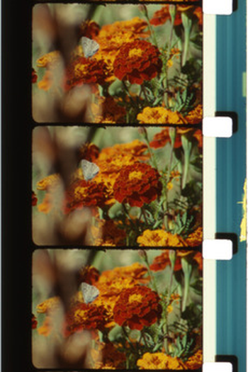 Poster de Curta Foryannfromrose (2014)