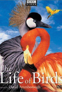 BBC - A Vida dos Pássaros - Poster / Capa / Cartaz - Oficial 2