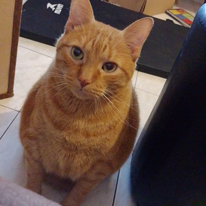 Foto de perfil de Sha