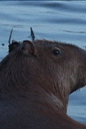 Poster de Curta Capivara! (2004)