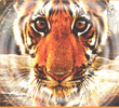 Tigre - Um Espião na Selva