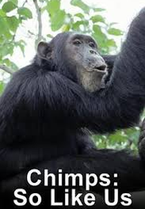 Chimpanzés: Iguais a Nós (Chimps: So Like Us)