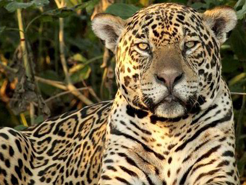 Foto 1 de Brasil Selvagem