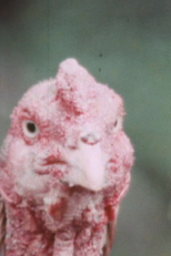 Valente é o Galo (Valente é o Galo)