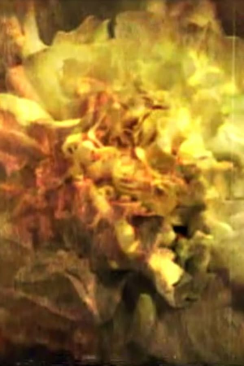 Poster de Curta And the Sun Flowers (2008)