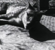 The Tasmanian Tiger Down Under