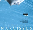 Narcissus       (Narcizas)