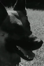 Mon chien (Mon chien)