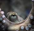 Animal Intelligence