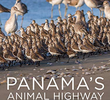 Panamá - Rota Animal