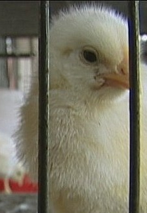 O Sonho de Jonas (O Sonho de Jonas)