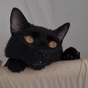 Foto de perfil de Bruna Moreira