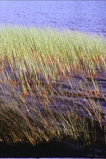 Poster de Curta Scattered Showers (1999)