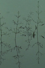 Yeats Country (Yeats Country)