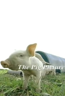 The Pig Picture - Poster / Capa / Cartaz - Oficial 1