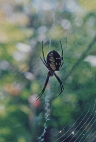 Poster 1 de Curta Wind in the Web (1978)