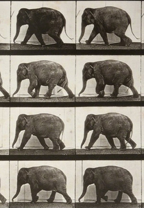 Elephant Walking (Elephant Walking)