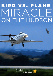 Aves x Aviões: Milagre no Rio Hudson (Bird vs. Plane: Miracle on the Hudson)