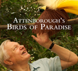 As Aves do Paraíso com Attenborough