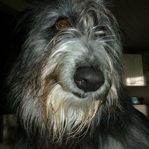 Foto de perfil de Piti Bessa