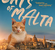 Cats of Malta