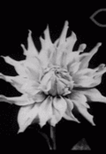 Time-lapse (Zeitraffer)