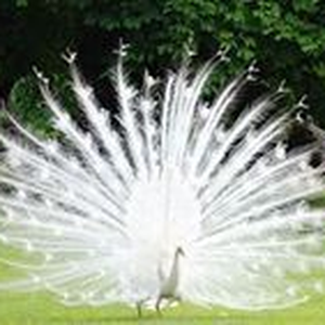 Foto de perfil de Arché
