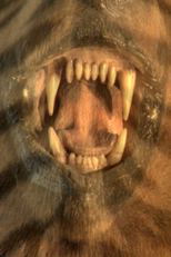 The Many Colors of the Sky Radiate Forgetfulness (The Many Colors of the Sky Radiate Forgetfulness)