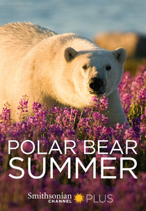 Urso Polar: Sobrevivendo ao Verão (Polar Bear Summer)