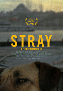 Vida de Cão (Stray)