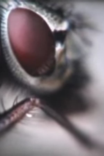 Poster de Curta Moth & Moon (2008)