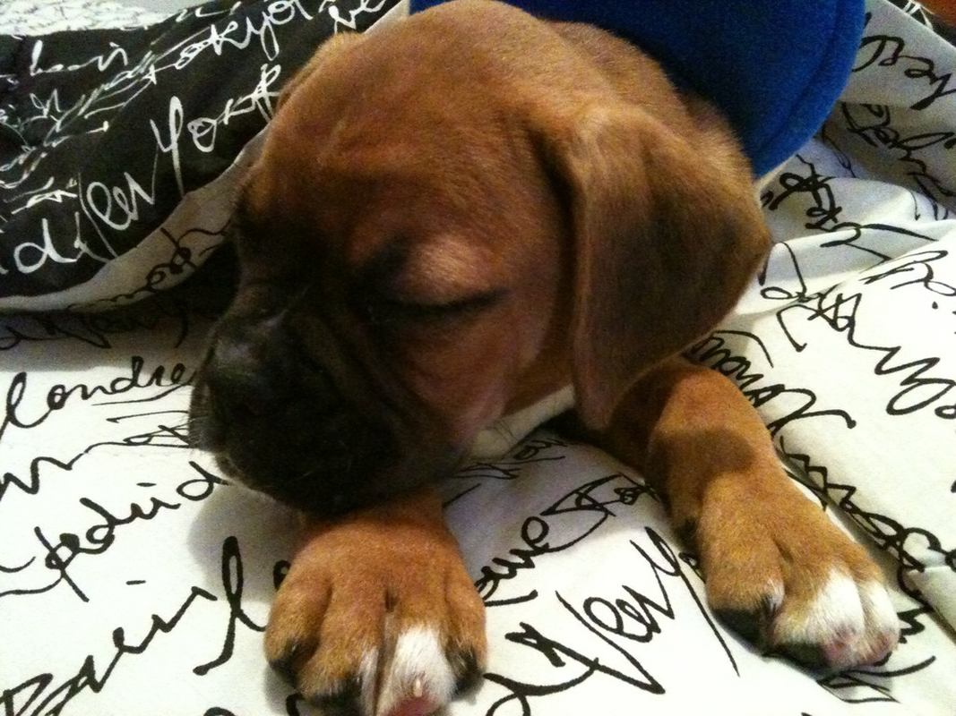 Cezar - Foto 3