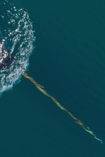 Poster de Episódio Arctic Ocean (2024)