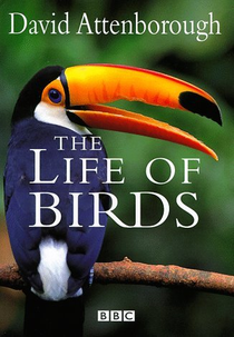 BBC - A Vida dos Pássaros (BBC - The Life of Birds)