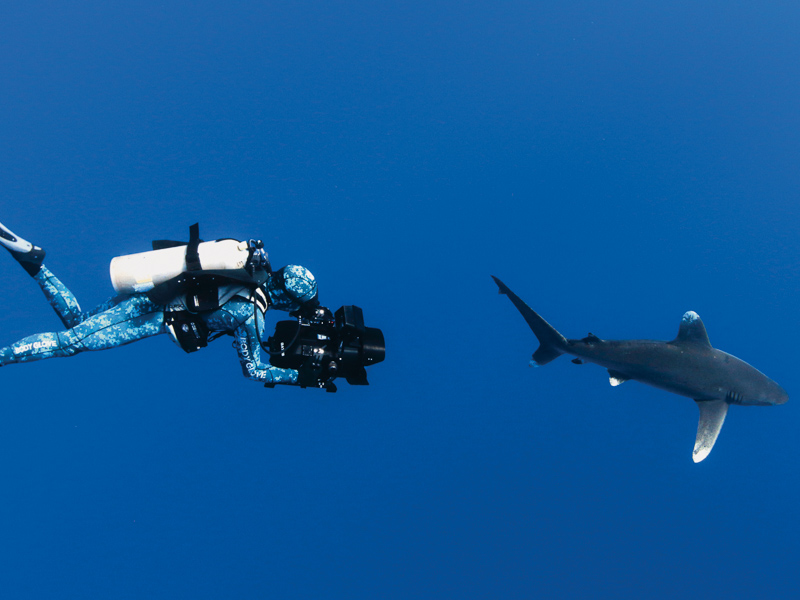 Foto 6 de Sharkwater Extinction