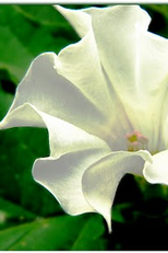 A Figueira do Inferno (A Figueira do Inferno)