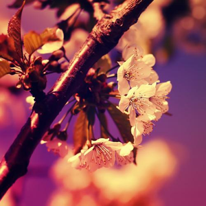 Foto de perfil de Ana Carolina de Souza