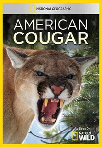 Puma Americano (American Cougar)