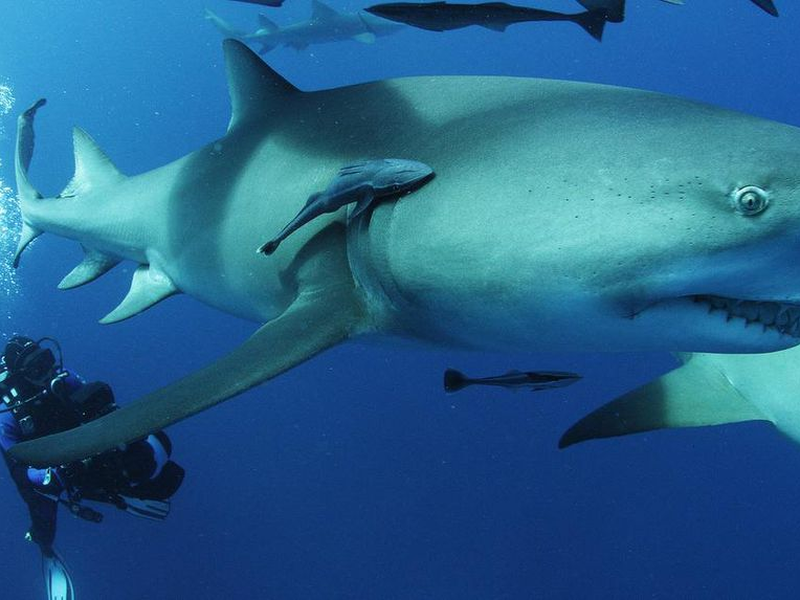 Foto 8 de Sharkwater Extinction