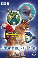 Jornada da Vida (Journey of Life)