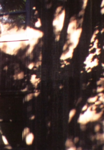 In a Tree’s Shadow (Baumschatten)