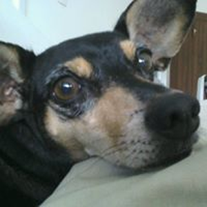 Foto de perfil de Renato Carnos